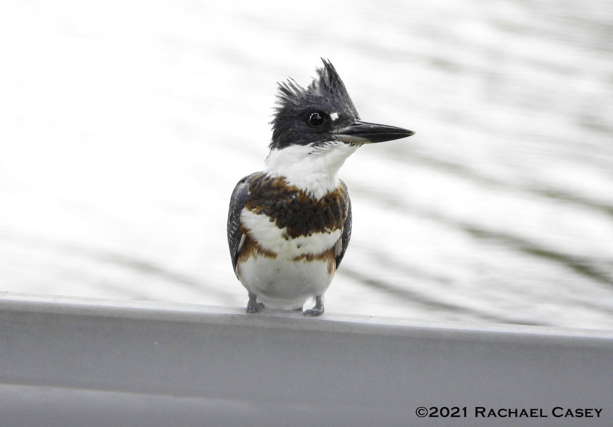 Belted Kingfisher - Rachael Casey