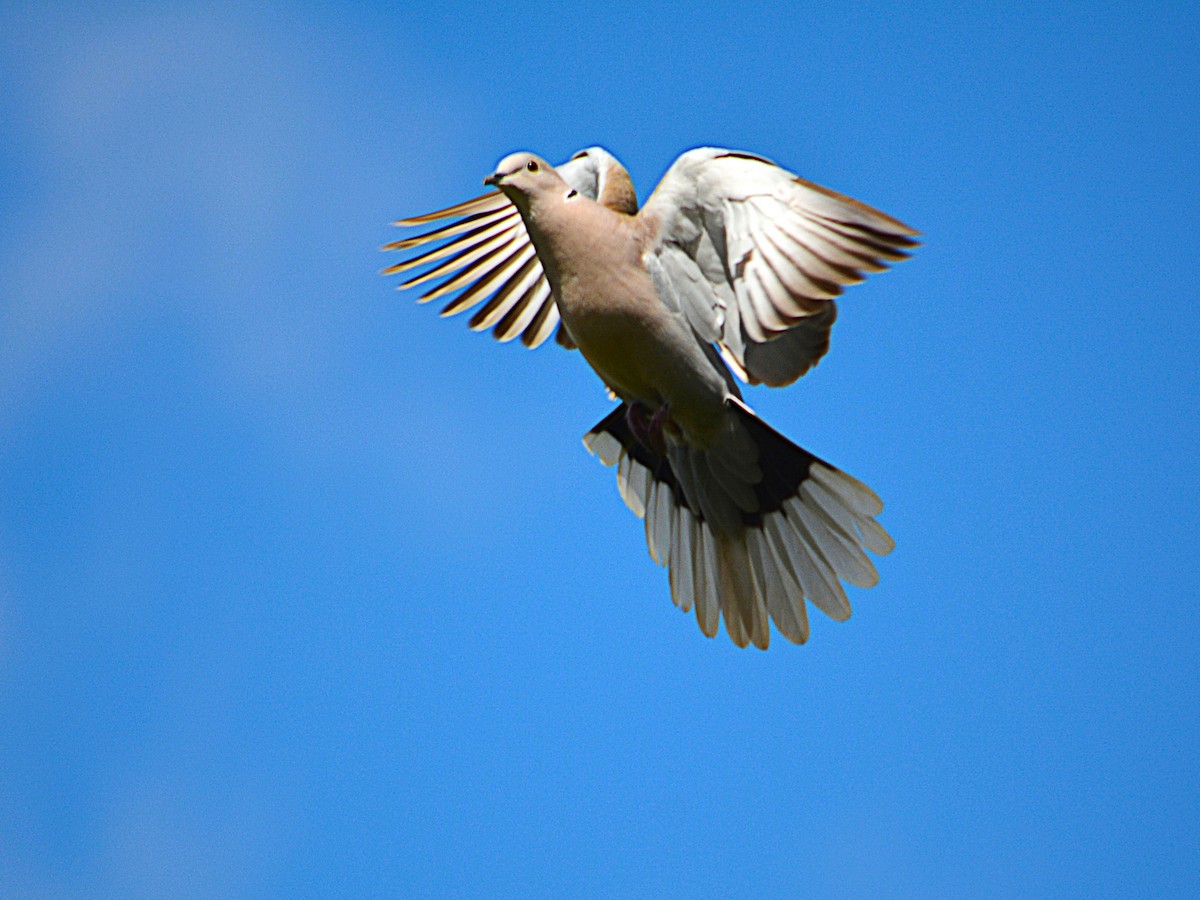 Eurasian Collared-Dove - Paulo Narciso