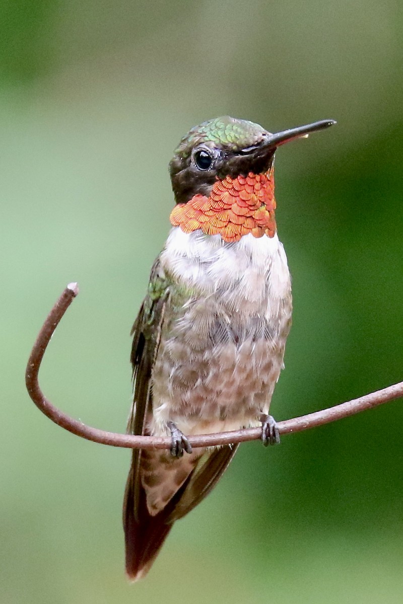 Ruby-throated Hummingbird - ML360816881