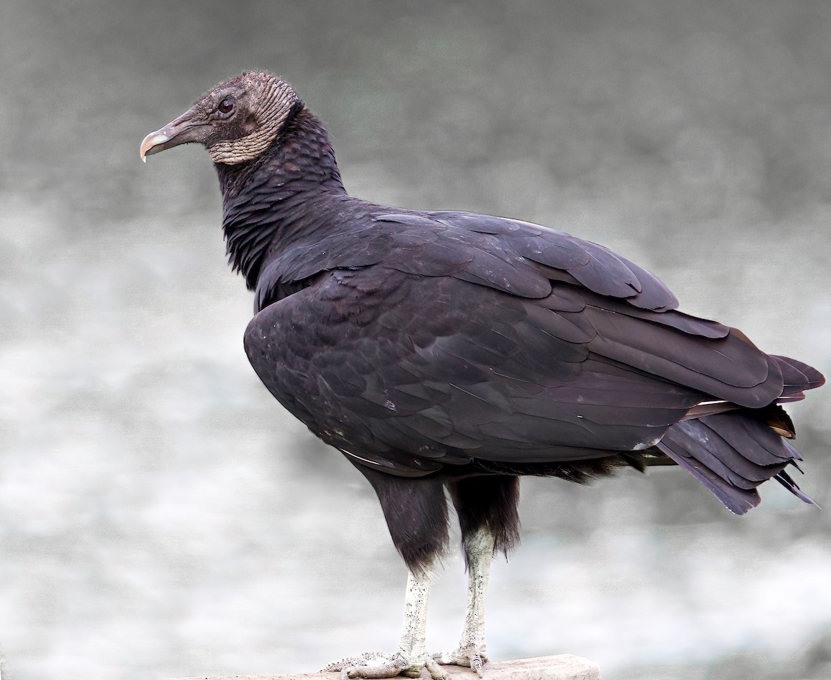 Black Vulture - ML360826331