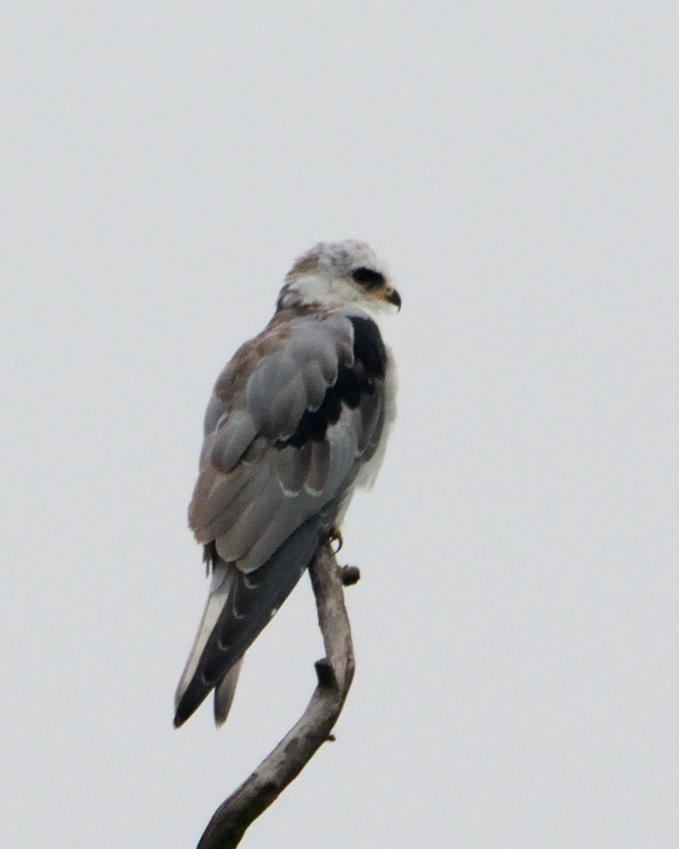 White-tailed Kite - ML36083821