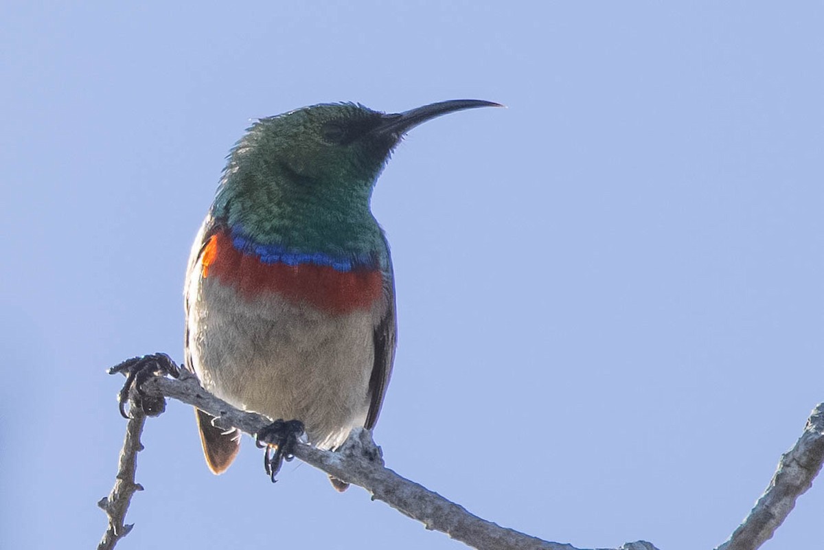 Southern Double-collared Sunbird - ML360838661