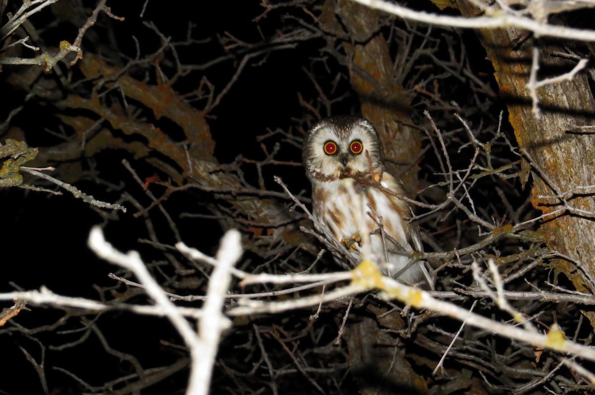 Northern Saw-whet Owl - Bryant Olsen