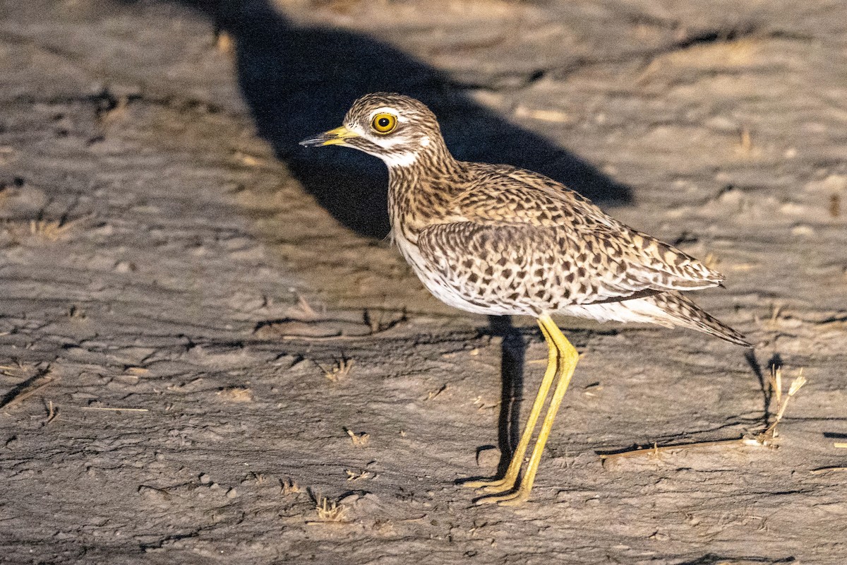 Spotted Thick-knee - ML360841011