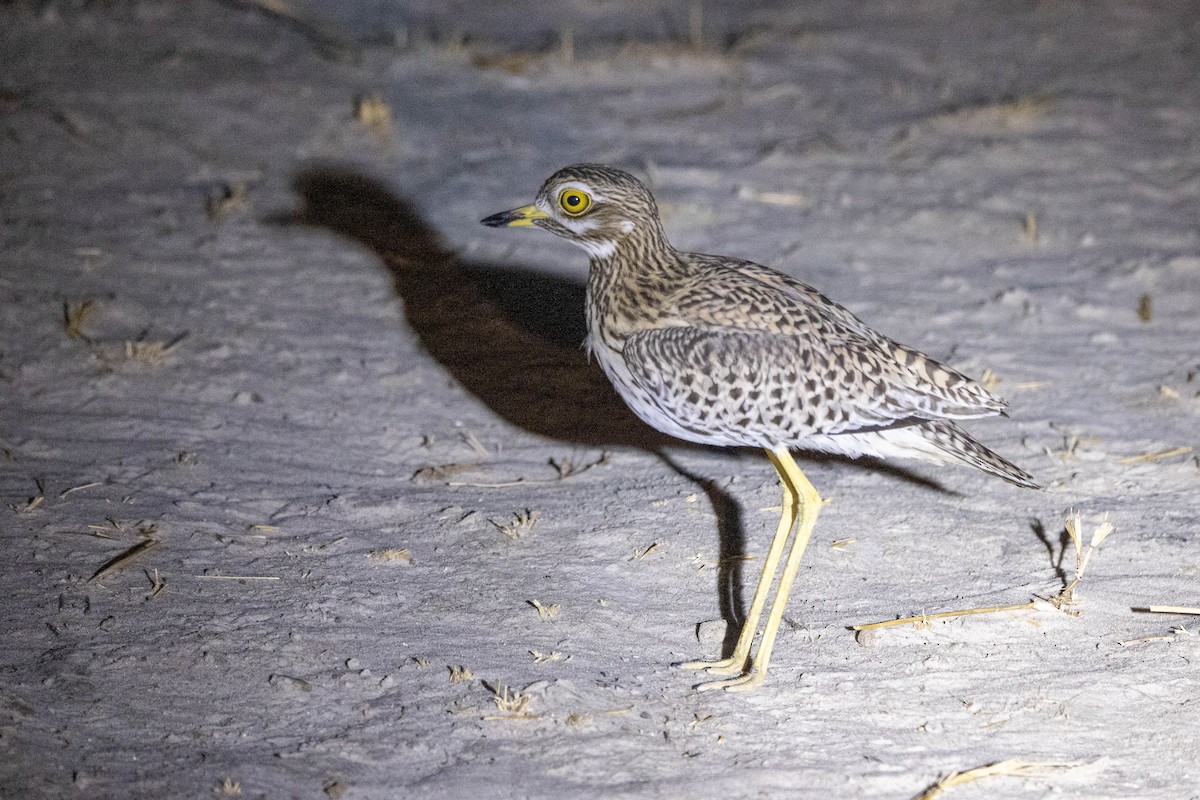 Spotted Thick-knee - ML360841021