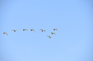 Coscoroba Swan, ML360841991