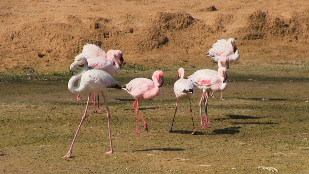Greater Flamingo - ML360850461