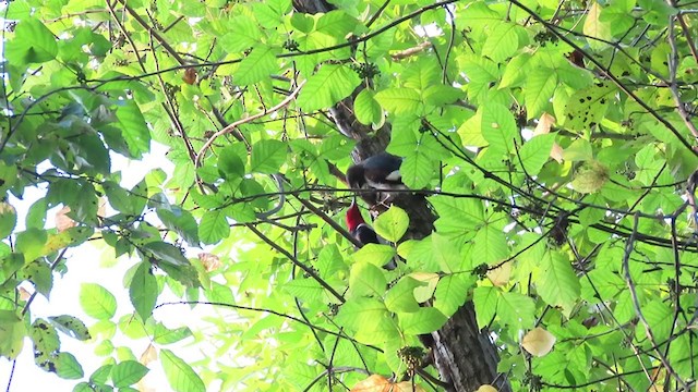 Red-headed Woodpecker - ML360851381