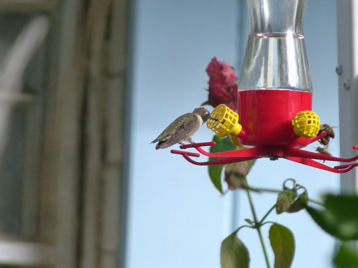 Black-chinned Hummingbird - Douglas Richard