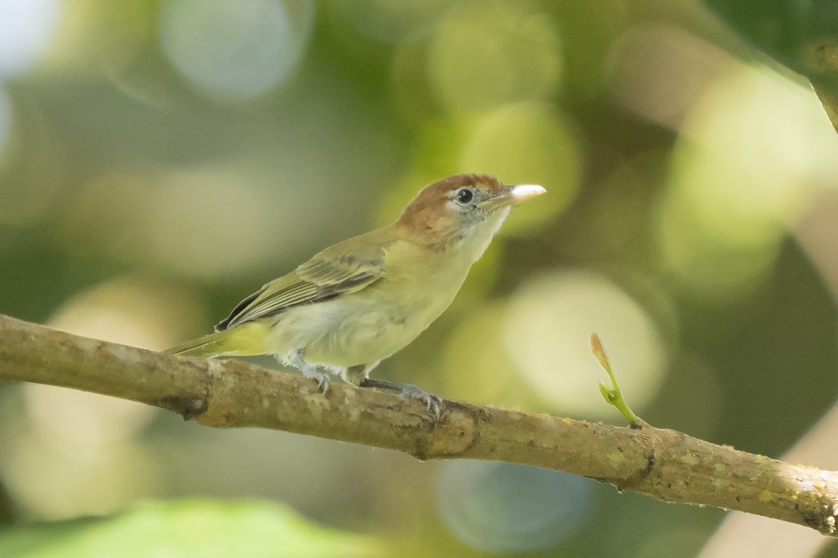 Rufous-naped Greenlet - ML360860511