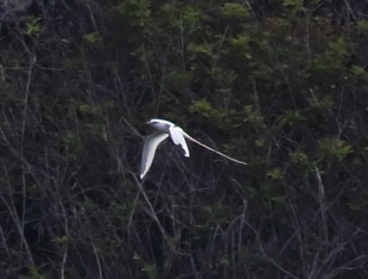 White-tailed Tropicbird - ML36086241