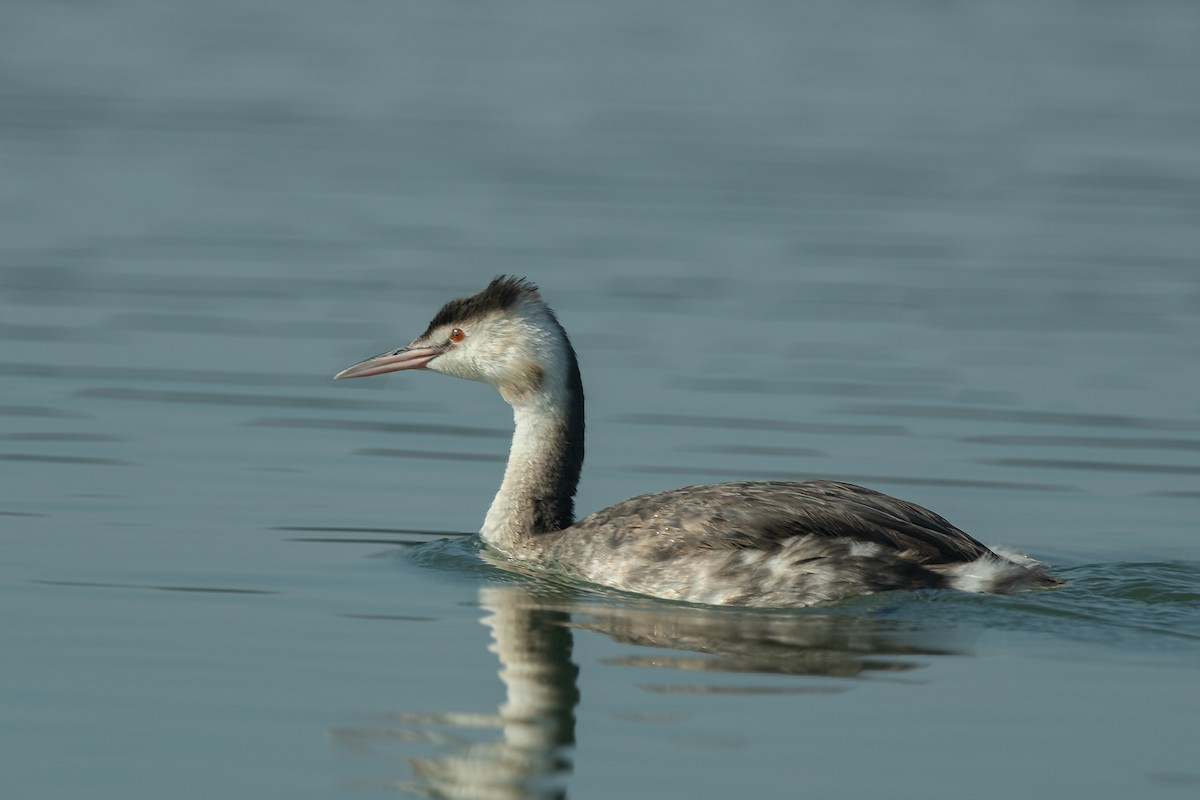 Great Crested Grebe - ML360862621