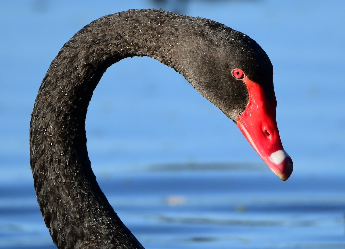 Black Swan - ML360865411