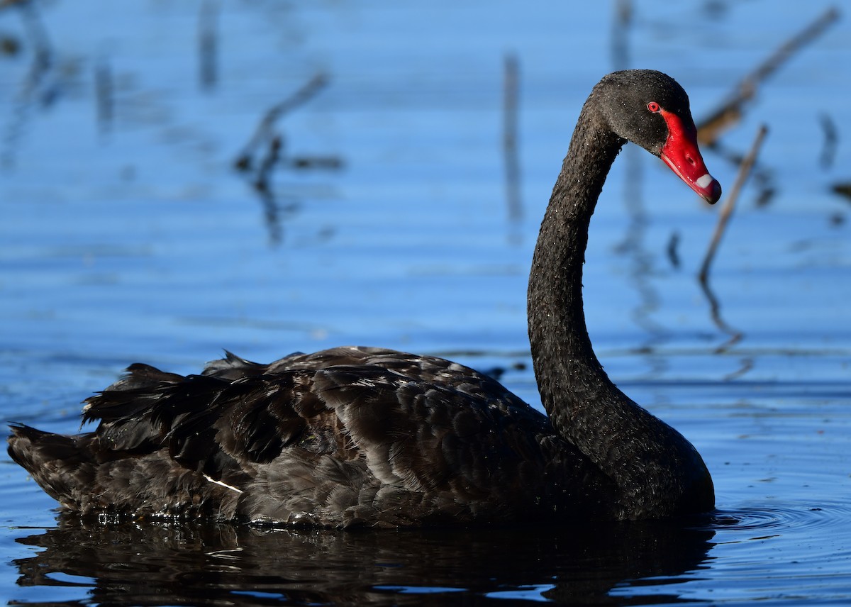 Black Swan - ML360865531