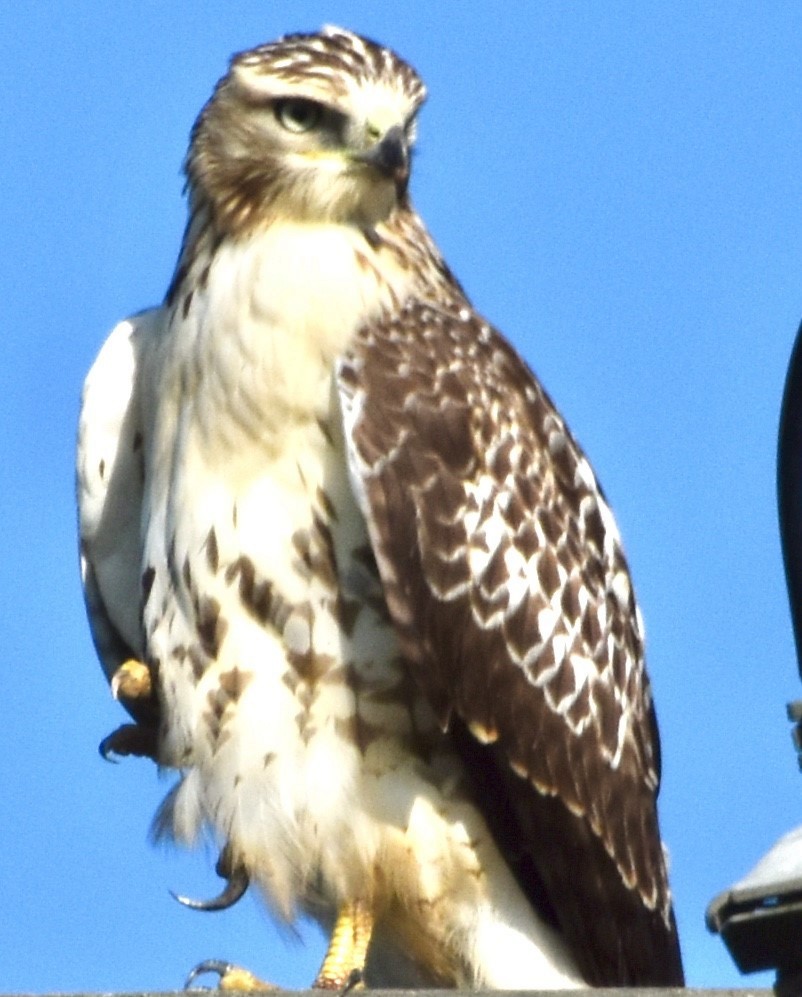 Red-tailed Hawk - ML360866351