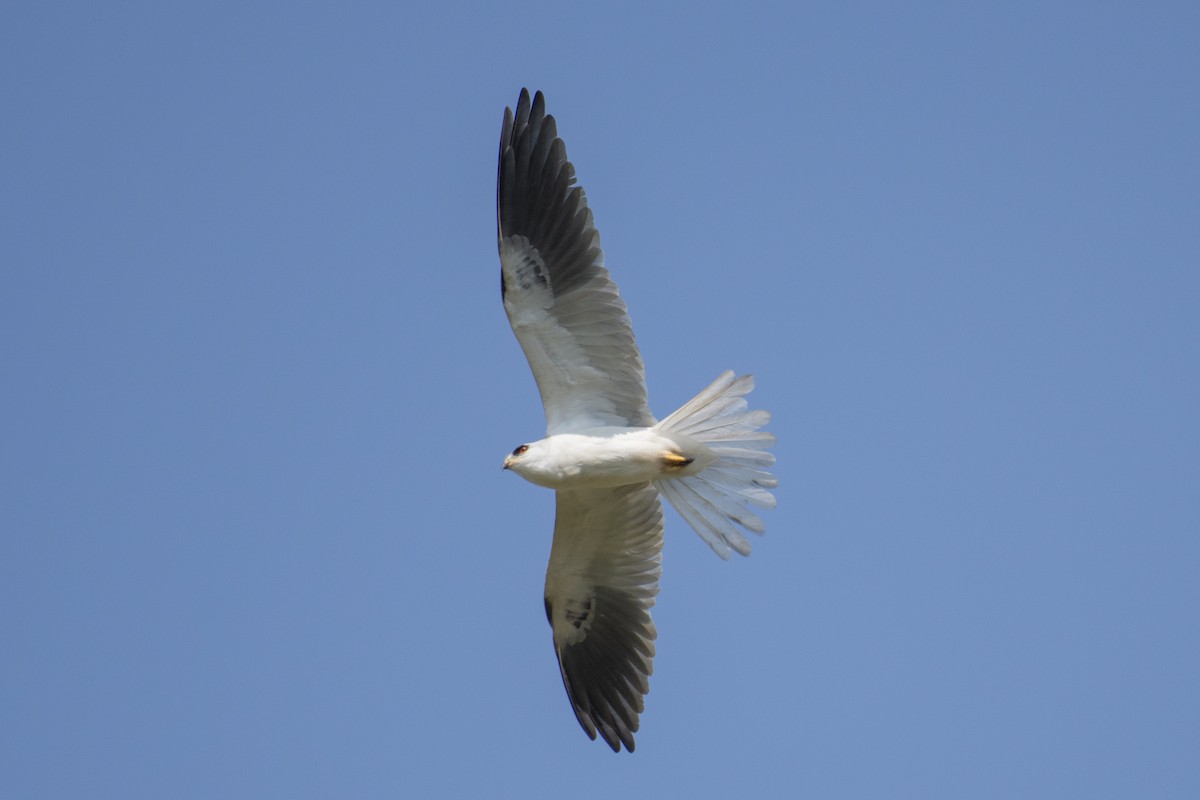 White-tailed Kite - Moises Rodriguez