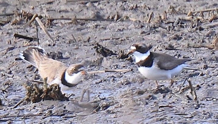 Semipalmated Plover - ML360867191