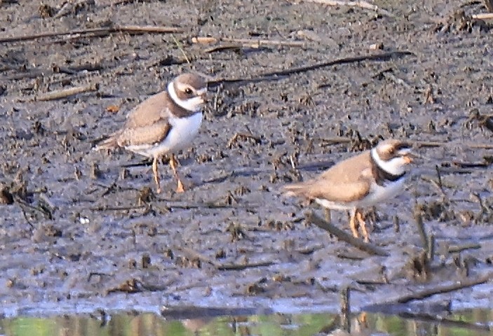 Semipalmated Plover - ML360867361