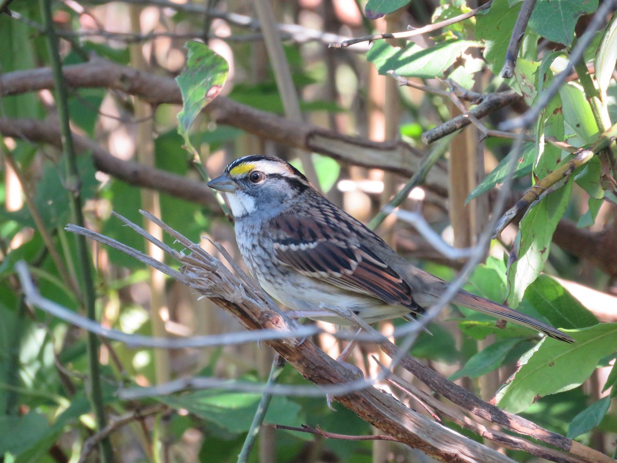 White-throated Sparrow - Becky Laboy