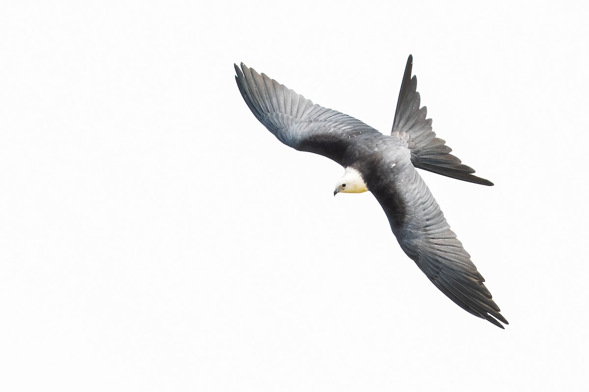 Swallow-tailed Kite - ML360871101