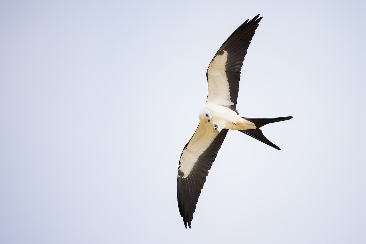 Swallow-tailed Kite - Ryan Sanderson