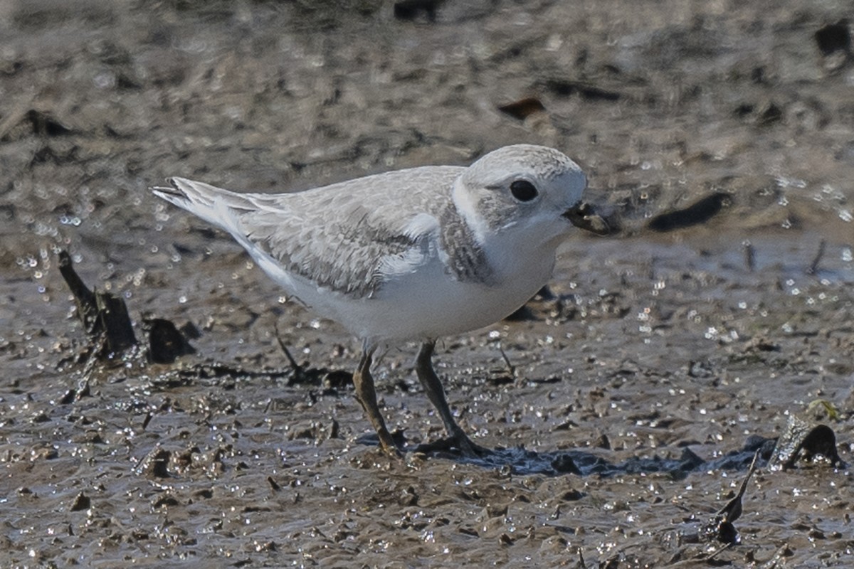 Piping Plover - ML360871301
