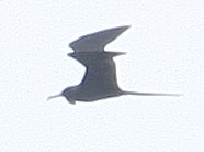 Magnificent Frigatebird - ML36087131