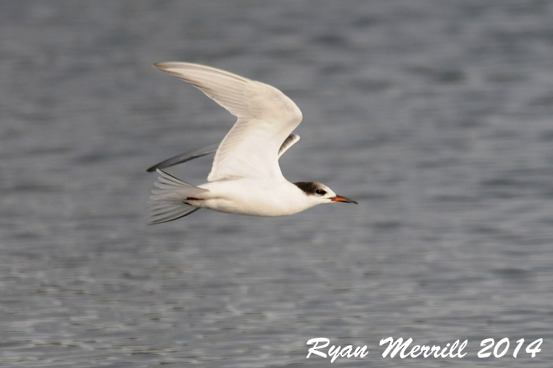 Common Tern - Ryan Merrill