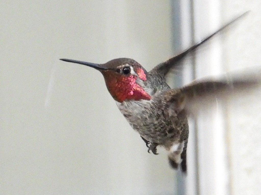 Anna's Hummingbird - ML360874161