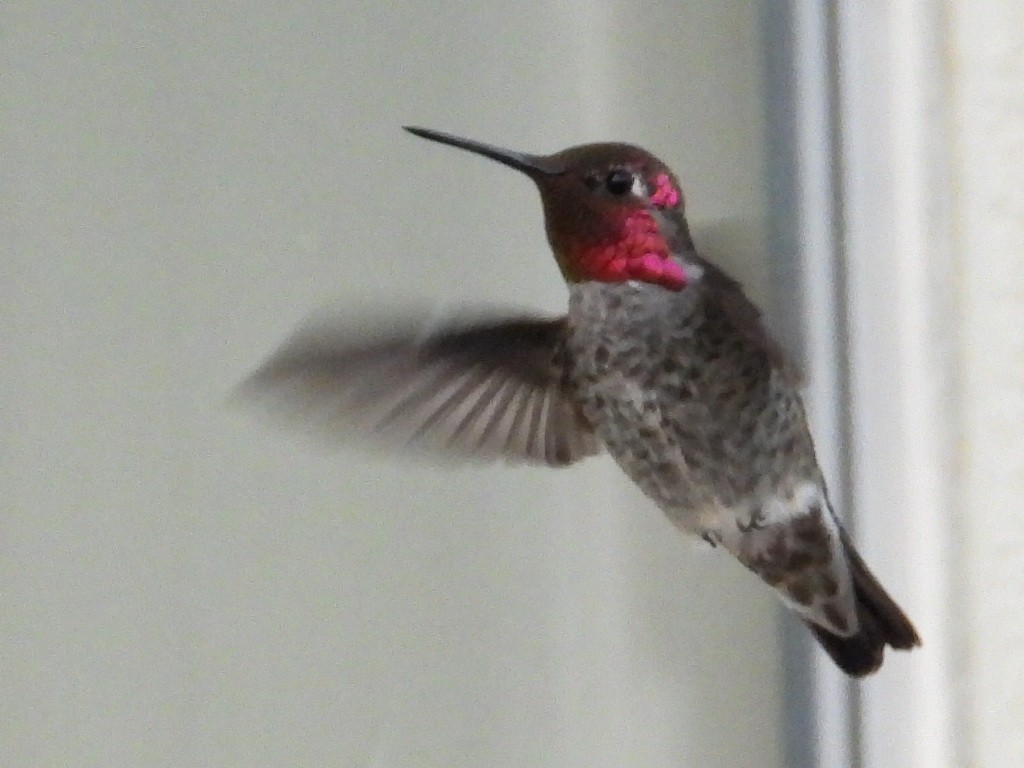 Anna's Hummingbird - ML360874171