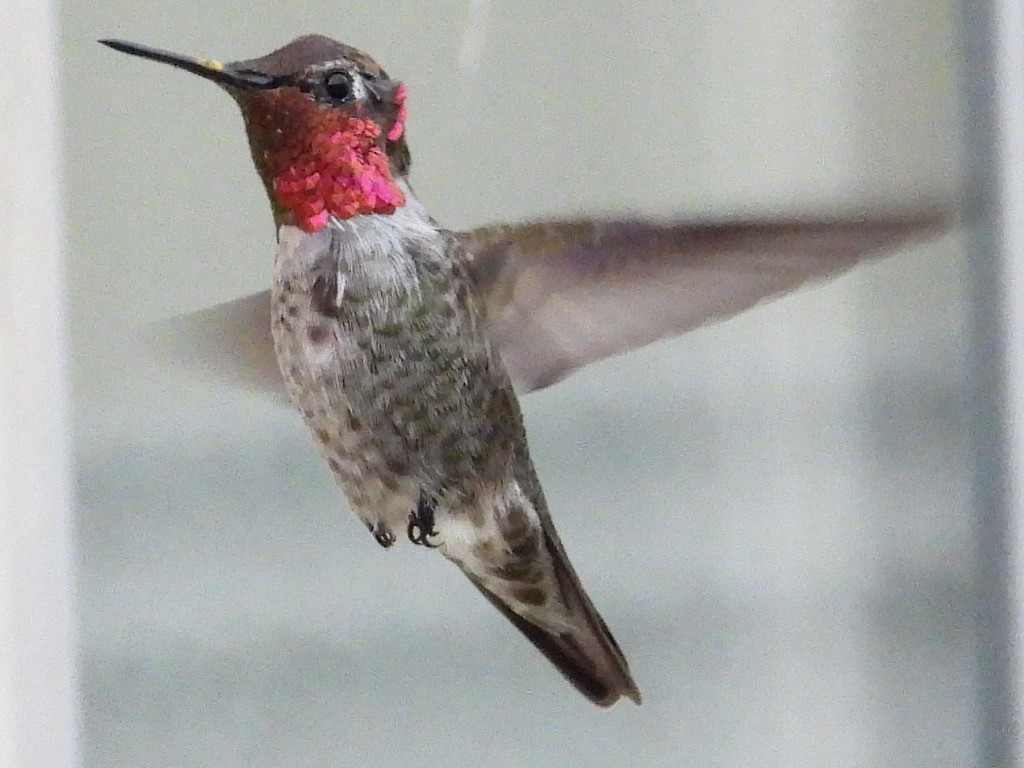 Anna's Hummingbird - ML360874181