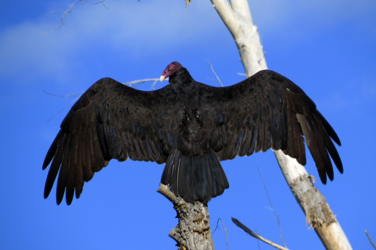 Turkey Vulture - Diane Drobka