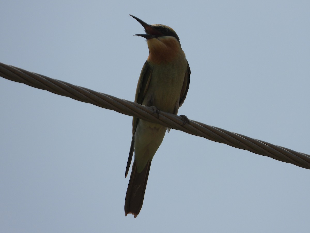 Blue-cheeked Bee-eater - ML360884281