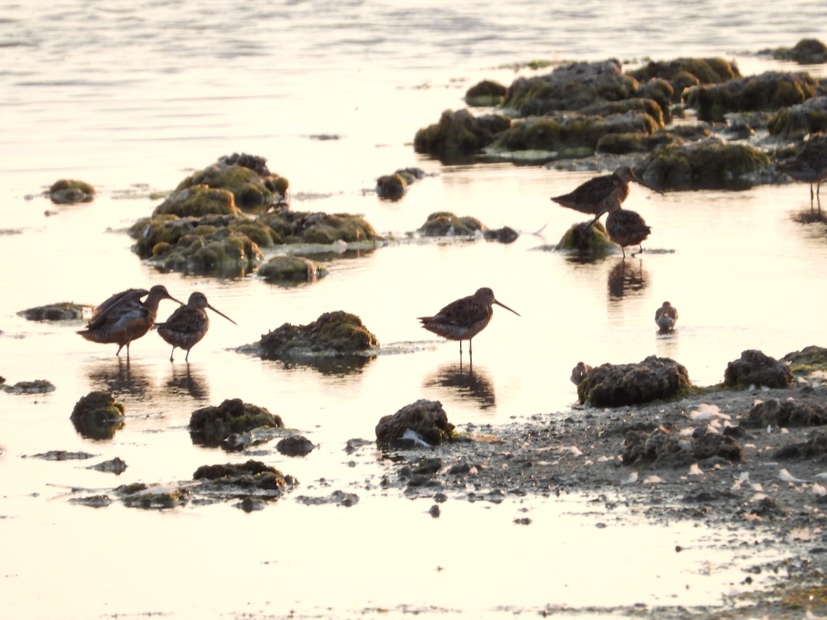 Long-billed Dowitcher - ML360886431
