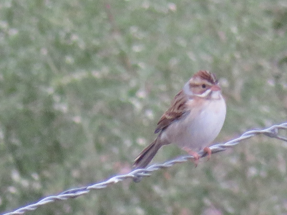 Clay-colored Sparrow - Dawn Zappone