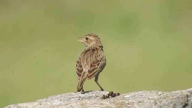 Singing Bushlark (Singing) - ML360895201