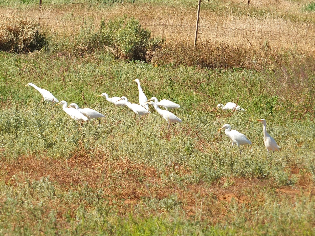 Eastern Cattle Egret - IAN JURY