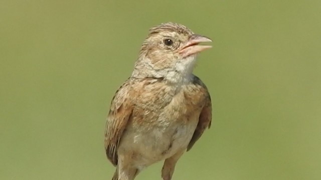 Singing Bushlark (Singing) - ML360896081