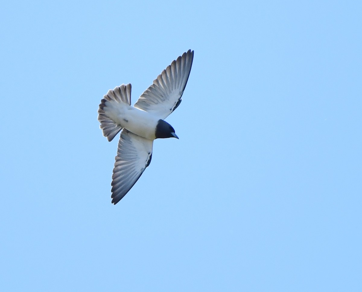 White-breasted Woodswallow - ML360901161