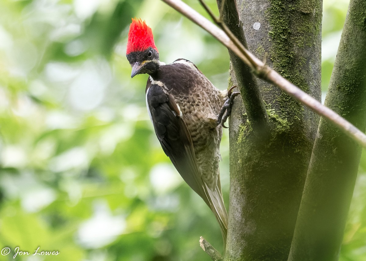 Lineated Woodpecker (Dusky-winged) - Jon Lowes