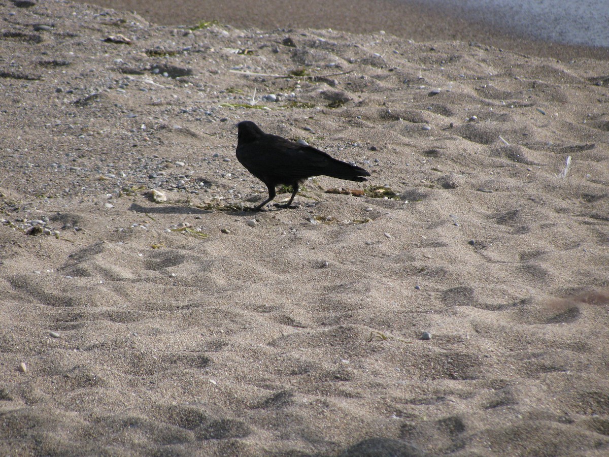 Fish Crow - David Baird