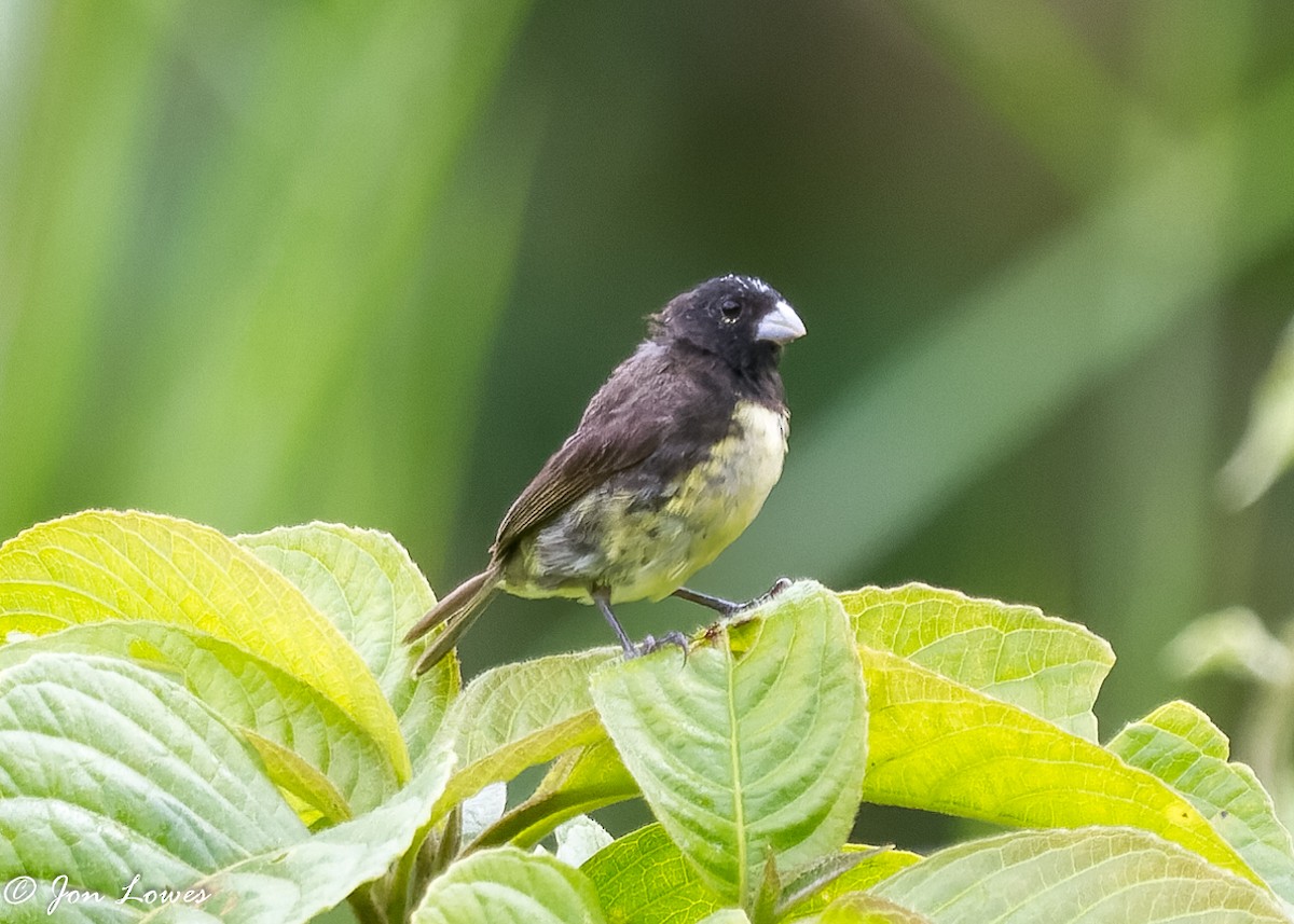 Yellow-bellied Seedeater - ML360907561
