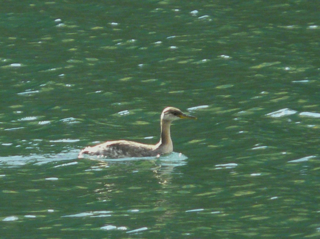 Red-necked Grebe - ML36090861