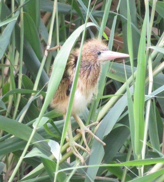 Natal down frontal view. - Yellow Bittern - 