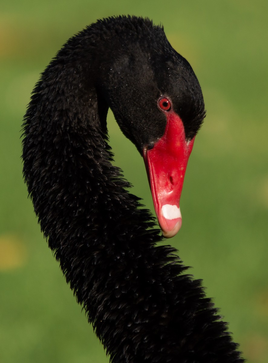 Black Swan - ML360911971