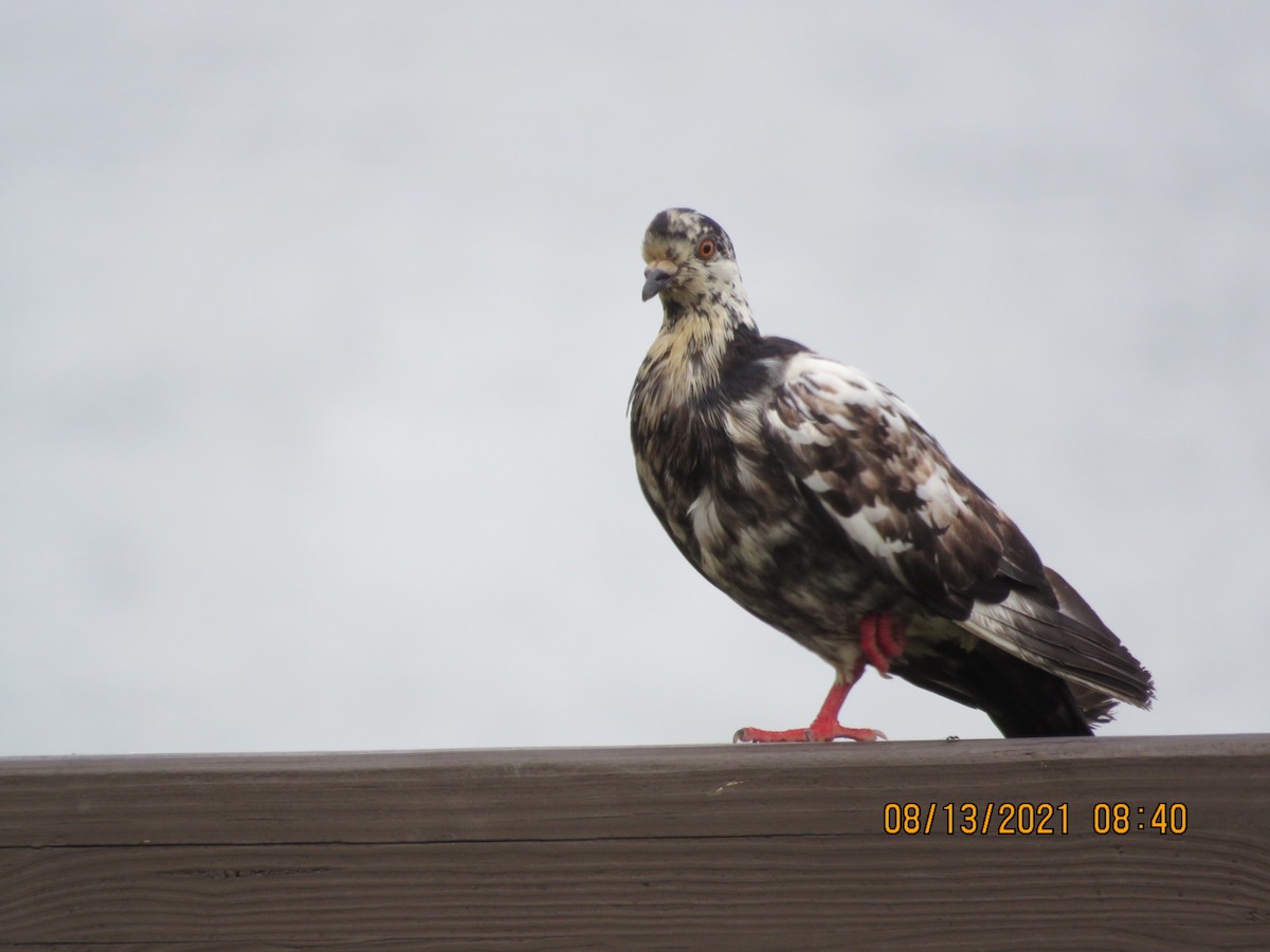 Rock Pigeon (Feral Pigeon) - Bill Ohlsen