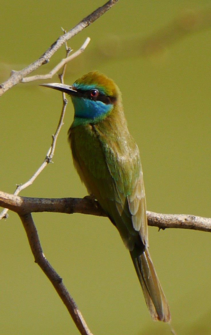 Arabian Green Bee-eater - Uwe Stehrenberg