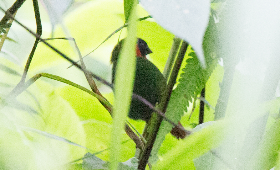 Red-eared Parrotfinch - ML360914731