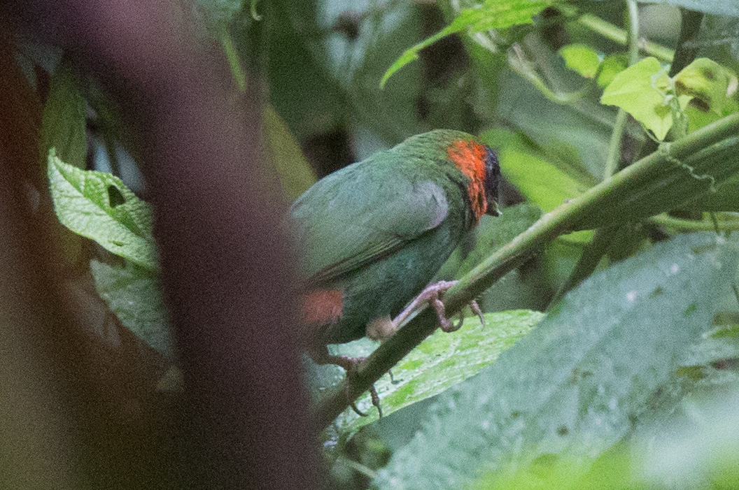 Red-eared Parrotfinch - ML360914741