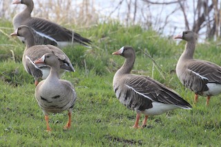 Greater White-fronted Goose, ML36091951